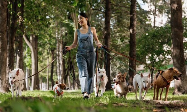 Dog Walking Companies