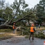 Emergency Tree Removal in Haines City FL
