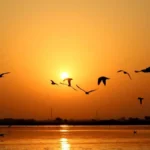 Nalsarovar Bird Sanctuary