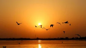 Nalsarovar Bird Sanctuary