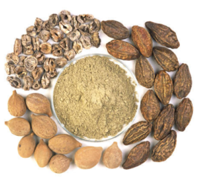 Andrographis Extract