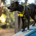 Force Free Dog Training