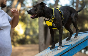 Force Free Dog Training