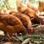 alimentaire poulet de chair