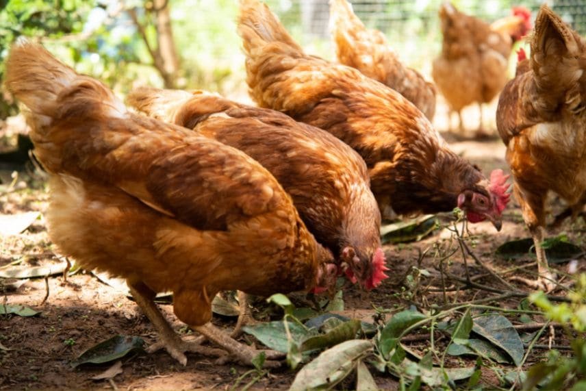 alimentaire poulet de chair