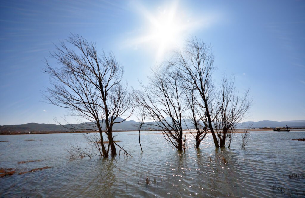 branches-leafless-tree-water