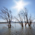 branches-leafless-tree-water