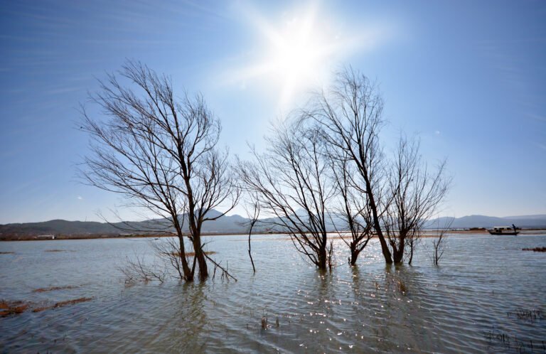 branches-leafless-tree-water