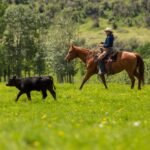 livestock funding Alberta