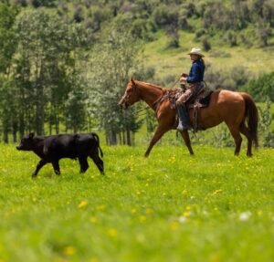 livestock funding Alberta