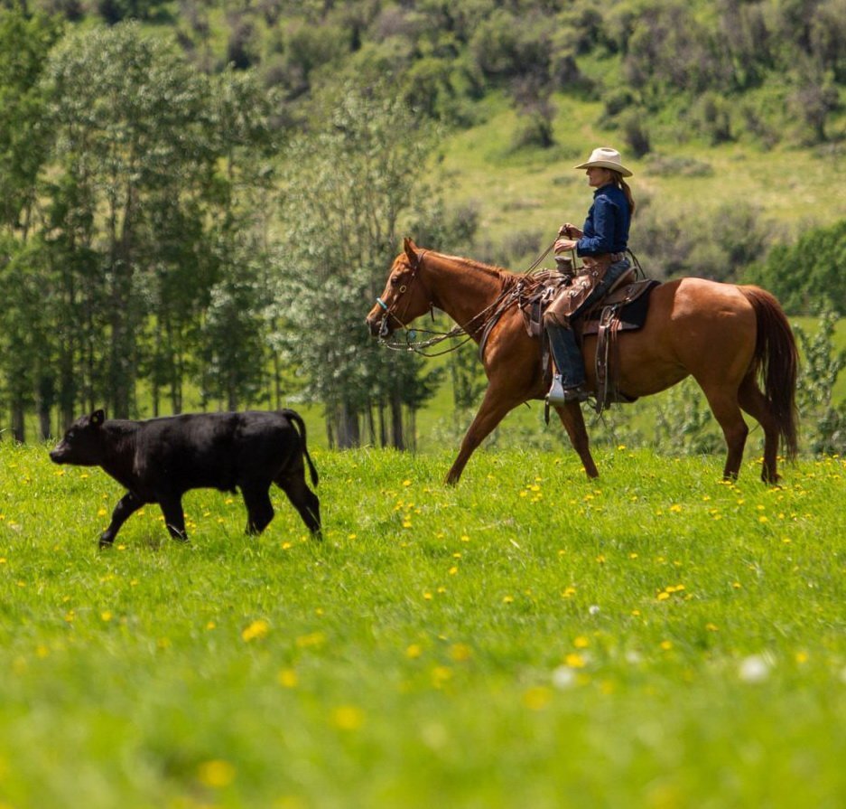 livestock funding Alberta