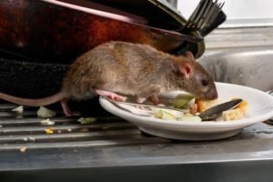 Rodent Control In Karachi