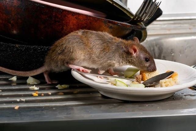 Rodent Control In Karachi