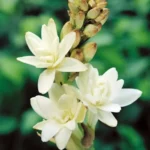 Tuberose Concrete Manufacturers
