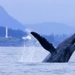 Whale Watching Tofino BC