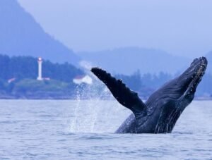 Whale Watching Tofino BC