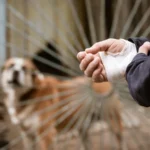 Dog Bite Injury Lawyer In Chicago/Dog Bite Injury Lawyer Near Me