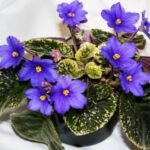 Can African Violet Seeds Be Grown Successfully in China