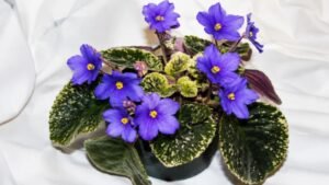 Can African Violet Seeds Be Grown Successfully in China