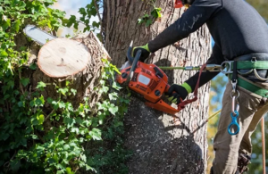Tree Care Services