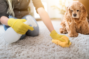 How Pet Stain And Odor Remover Makes Cleaning Easier