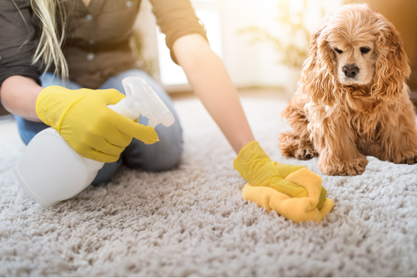 How Pet Stain And Odor Remover Makes Cleaning Easier