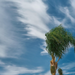 Hurricane Tree Prep
