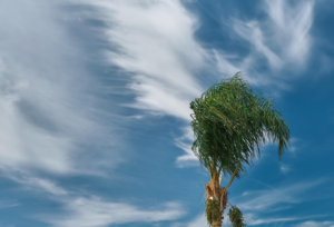 Hurricane Tree Prep