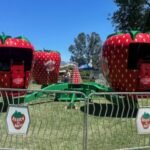 What Makes Guests Stop, Watch, and Line Up for a Carnival Ride