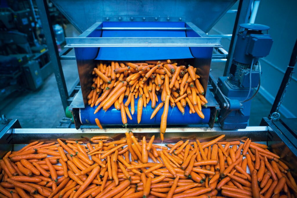 Carrots vegetables being washed and selected by industrial machine.