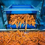 Carrots vegetables being washed and selected by industrial machine.
