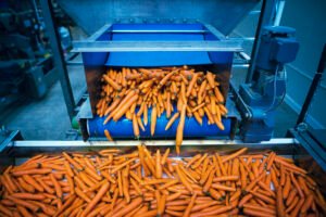 Carrots vegetables being washed and selected by industrial machine.