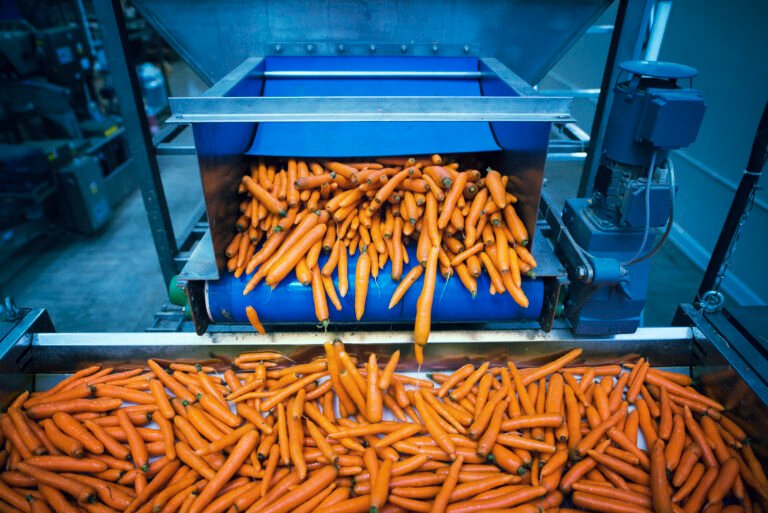Carrots vegetables being washed and selected by industrial machine.