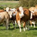 cow calf financing Alberta
