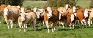 cow calf financing Alberta