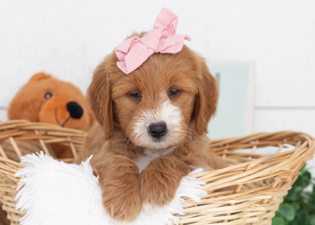 Goldendoodle puppies in oklahoma