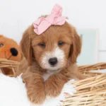 Goldendoodle puppies in oklahoma