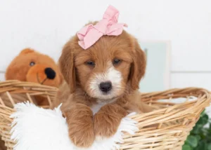 Goldendoodle puppies in oklahoma