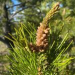 Organic Pine Pollen Tincture Benefits