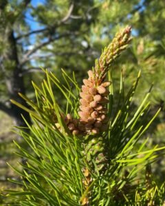 Organic Pine Pollen Tincture Benefits