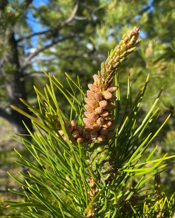 Organic Pine Pollen Tincture Benefits