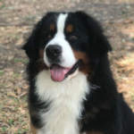 Dogs Available for Adoption in Birmingham