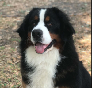 Dogs Available for Adoption in Birmingham
