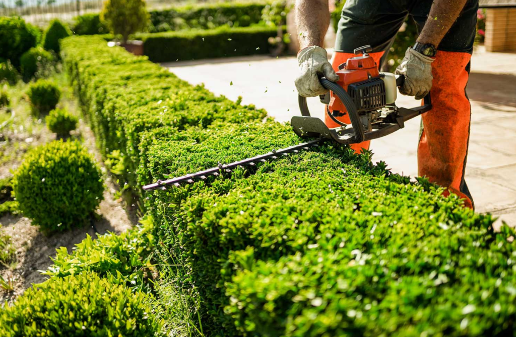 Professional Tree Services in Sacramento, CA | Bruno Ferazza