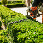 Professional Tree Services in Sacramento, CA | Bruno Ferazza