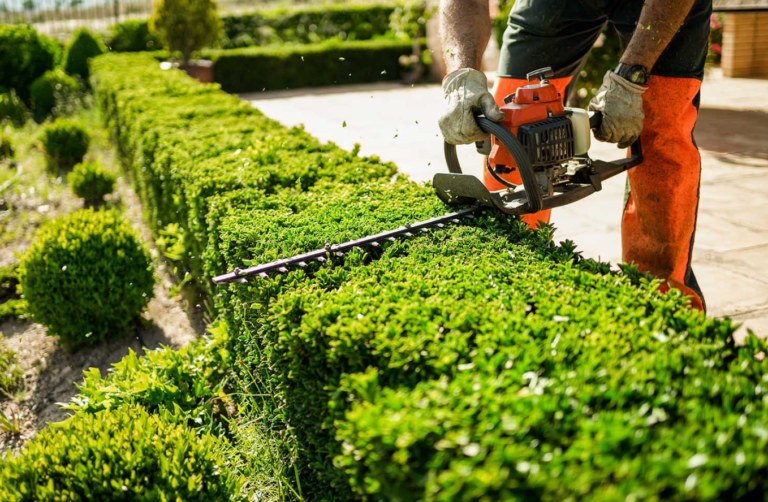 Professional Tree Services in Sacramento, CA | Bruno Ferazza