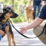 What Makes a Service Dog Truly Ready to Work_