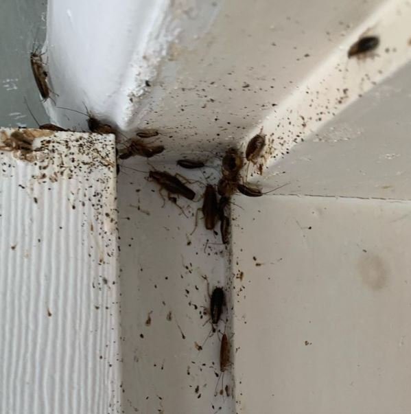Cockroaches Control