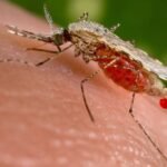 Dengue Mosquito Control
