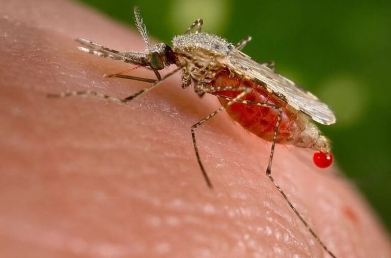 Dengue Mosquito Control
